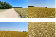 Trakiškių k..png